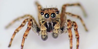 Picture 10 Widely Common Myths on the Internet Even to this Day