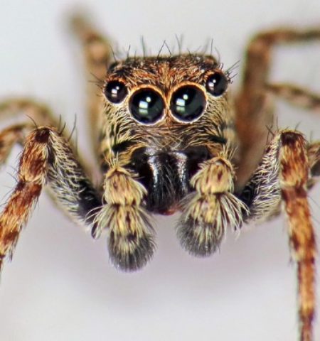 Picture 10 Widely Common Myths on the Internet Even to this Day