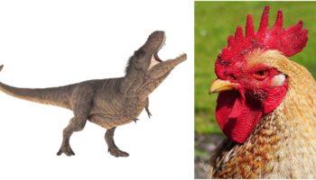 Picture 10 Astounding Facts about Dinosaurs