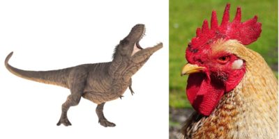 Picture 10 Astounding Facts about Dinosaurs