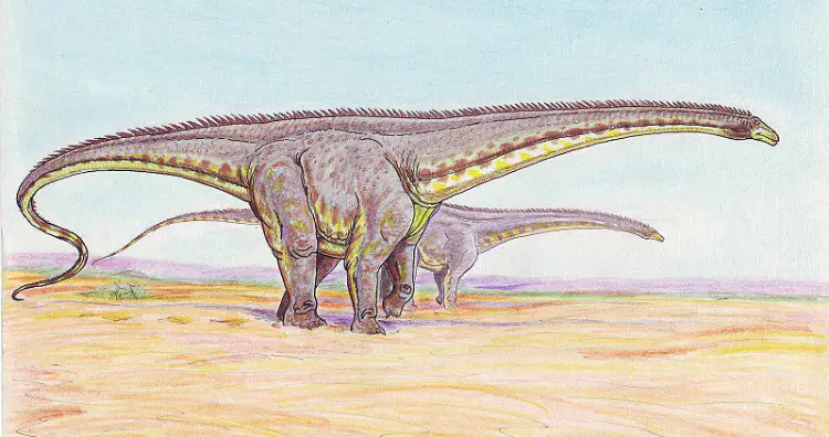 Diplodocus longus