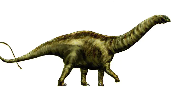 Apatosaurus