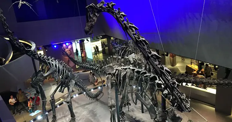 Diplodocid sauropod dinosaur