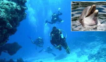 Picture 10 Times Animals Saved Human Lives