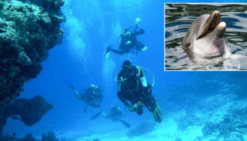 Picture 10 Times Animals Saved Human Lives