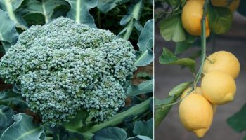 Picture 10 Things that You Thought were Natural but are Man-made