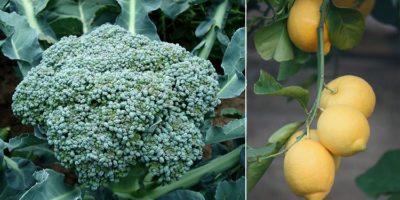 Picture 10 Things that You Thought were Natural but are Man-made