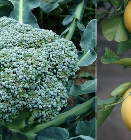 Picture 10 Things that You Thought were Natural but are Man-made