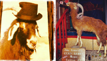 Picture 10 Times Animals Stood For Elections