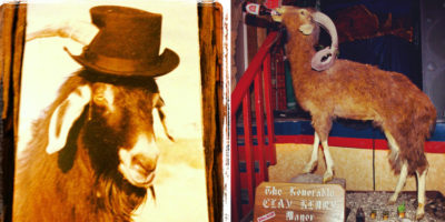 Picture 10 Times Animals Stood For Elections