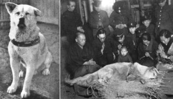 Picture 10 Most Loyal Dogs that Ever Lived