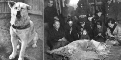 Picture 10 Most Loyal Dogs that Ever Lived