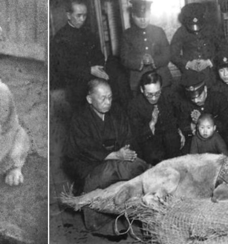 Picture 10 Most Loyal Dogs that Ever Lived