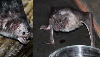 Picture 10 Bizarre but Interesting Facts about Bats