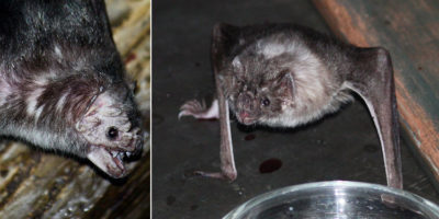 Picture 10 Bizarre but Interesting Facts about Bats