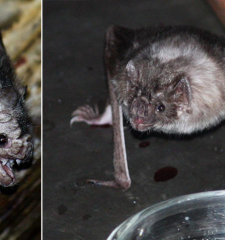 Picture 10 Bizarre but Interesting Facts about Bats