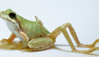 Picture 10 Bizarre Parasites and Their Petrifying Ways of Taking Over Their Hosts