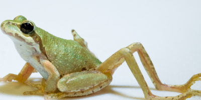 Picture 10 Bizarre Parasites and Their Petrifying Ways of Taking Over Their Hosts