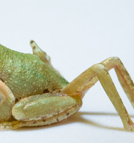 Picture 10 Bizarre Parasites and Their Petrifying Ways of Taking Over Their Hosts