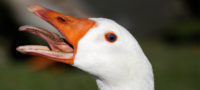 Picture 10 Wacky Facts About Ducks That Are Hard To Believe