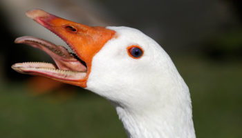 Picture 10 Wacky Facts About Ducks That Are Hard To Believe