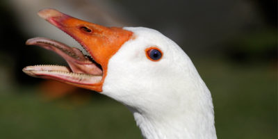 Picture 10 Wacky Facts About Ducks That Are Hard To Believe