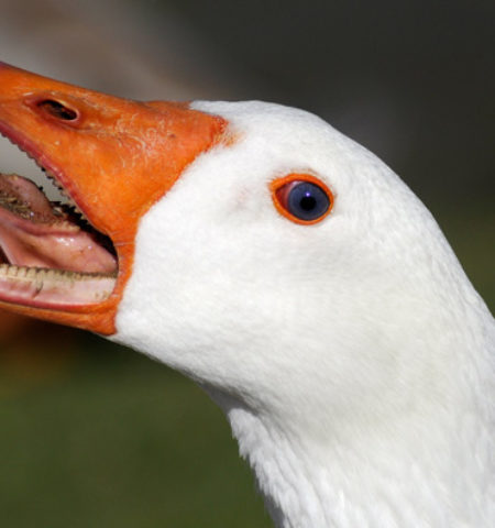 Picture 10 Wacky Facts About Ducks That Are Hard To Believe