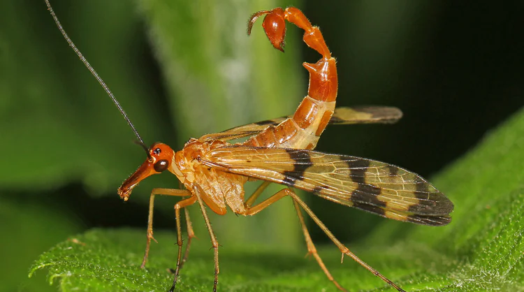 Scorpian Fly