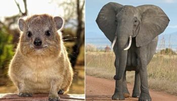 Picture 10 Extremely Bizarre Animal Facts