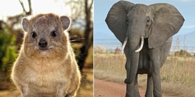 Picture 10 Extremely Bizarre Animal Facts