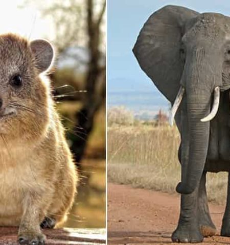 Picture 10 Extremely Bizarre Animal Facts