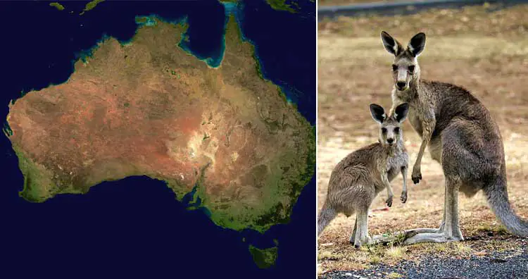 Kangaroos in Australia Kangaroos in Australia