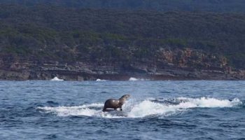 Picture 10 Happy Animal Facts that Will Make your Day