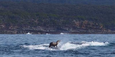 Picture 10 Happy Animal Facts that Will Make your Day