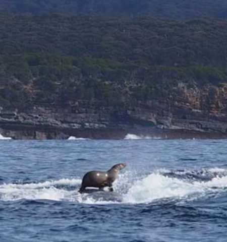 Picture 10 Happy Animal Facts that Will Make your Day