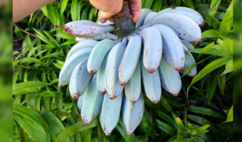 Picture 15 Fruits You Probably Have Never Tried
