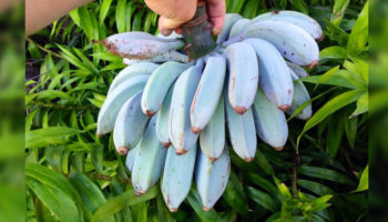 Picture 15 Fruits You Probably Have Never Tried