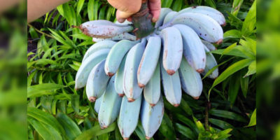 Picture 15 Fruits You Probably Have Never Tried