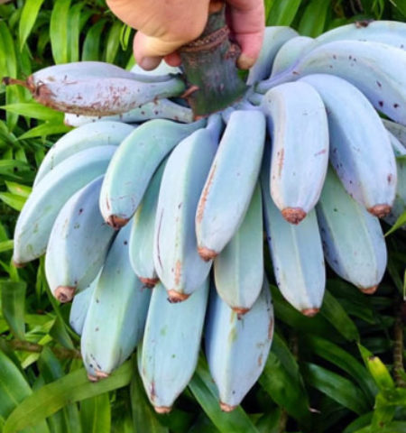 Picture 15 Fruits You Probably Have Never Tried