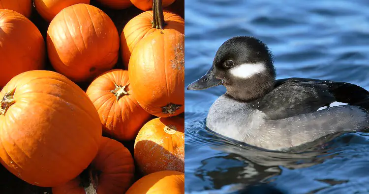 Pumpkin duck hunting