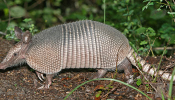 Picture 10 Interesting Facts You Will Want to Tell your Friends