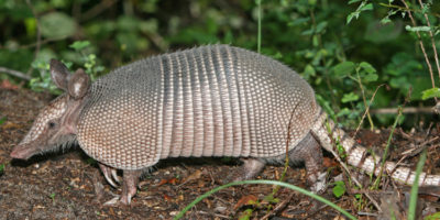 Picture 10 Interesting Facts You Will Want to Tell your Friends