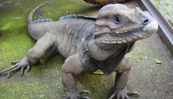 Picture 15 Unique Species You’ve Probably Never Seen Before