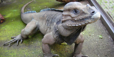 Picture 15 Unique Species You’ve Probably Never Seen Before