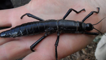 Picture 10 Rediscovered Species that Were Earlier thought to Be Extinct