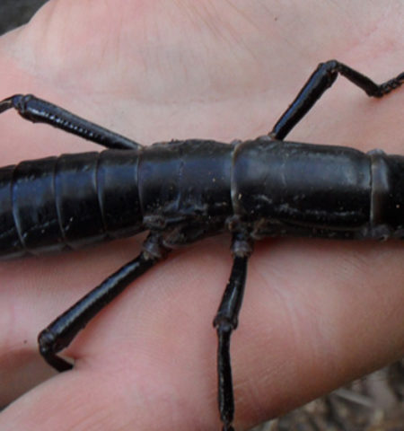 Picture 10 Rediscovered Species that Were Earlier thought to Be Extinct