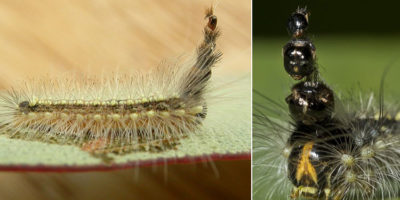 Picture 10 Amazing Facts about Insects