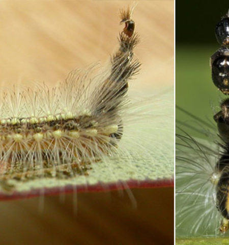 Picture 10 Amazing Facts about Insects