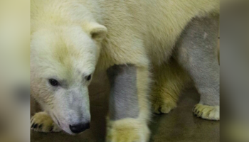 Picture 15 Simple yet Mind-Boggling Facts to Amuse your Kids