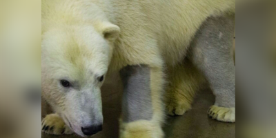 Picture 15 Simple yet Mind-Boggling Facts to Amuse your Kids